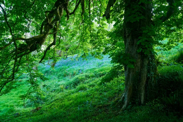 In May the bluebells pop up beyond the ancient horse chestnut.